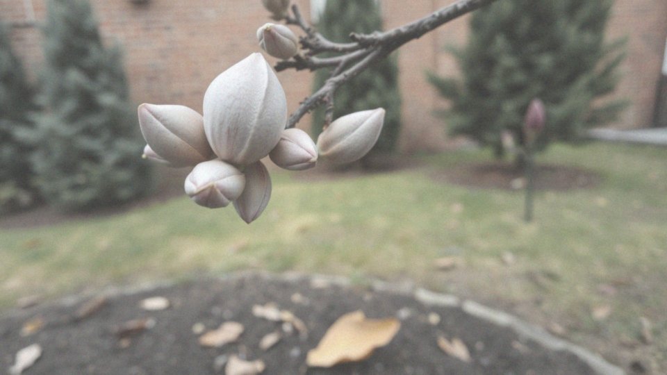 Co wpływa na wygląd pąków magnolii?