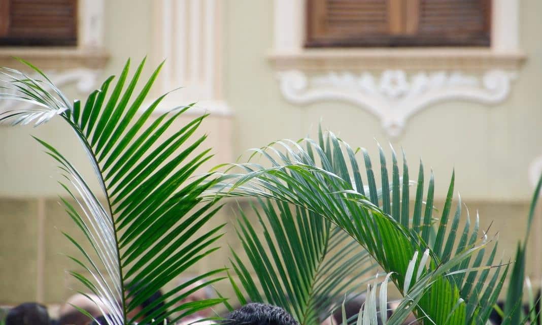Niedziela Palmowa w Rymanowie: Tradycje i Zwyczaje